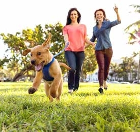 Dog Park