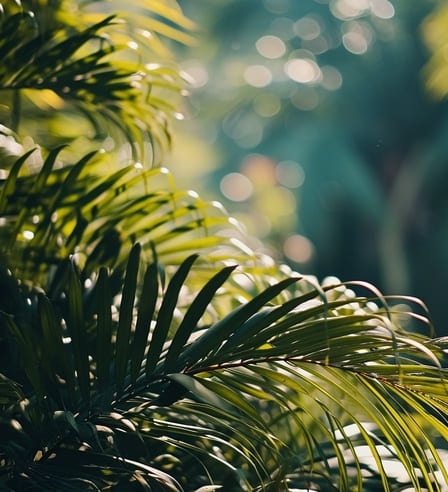 Rainforest Boardwalk