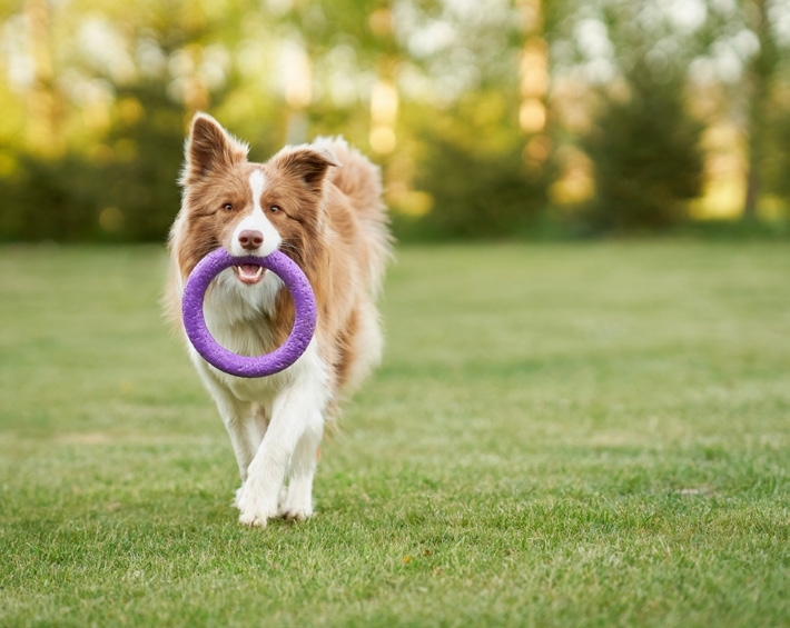 The Pet Park
